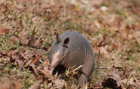 爱游戏(ayx)中国体育-大瞡响在线观看